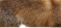 fur fox 0001